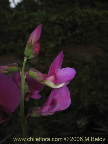 Lathyrus magellanicus의 사진